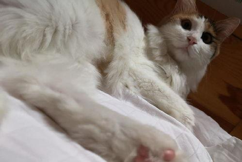 猫咪免费国产偷拍a在线视频,免费国产偷拍视频大揭秘