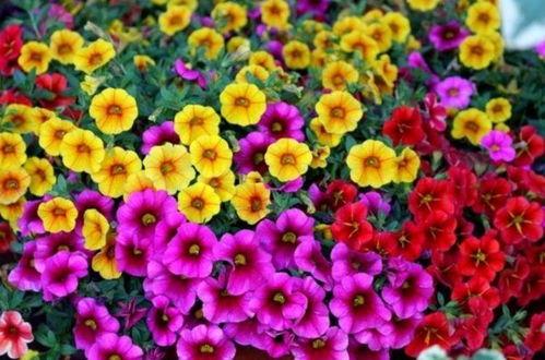 国产河北彩花视频,绽放乡土的美丽画卷