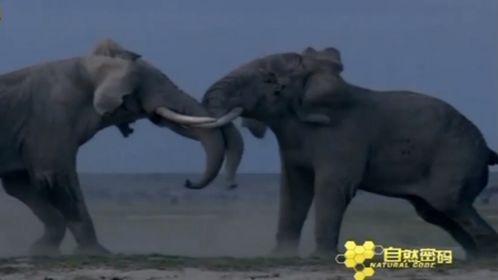 大象视频是国产的吗知乎,国产短视频平台的崛起之路