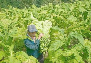 免夹烤烟视频在线观看国产,免夹烤烟视频在线观看，体验国产生态魅力