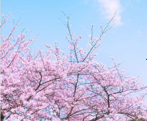 樱花在线观看视频国产,樱花在线观看，共赏国产影视盛宴