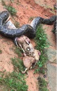 国产蟒蛇解说视频大全集